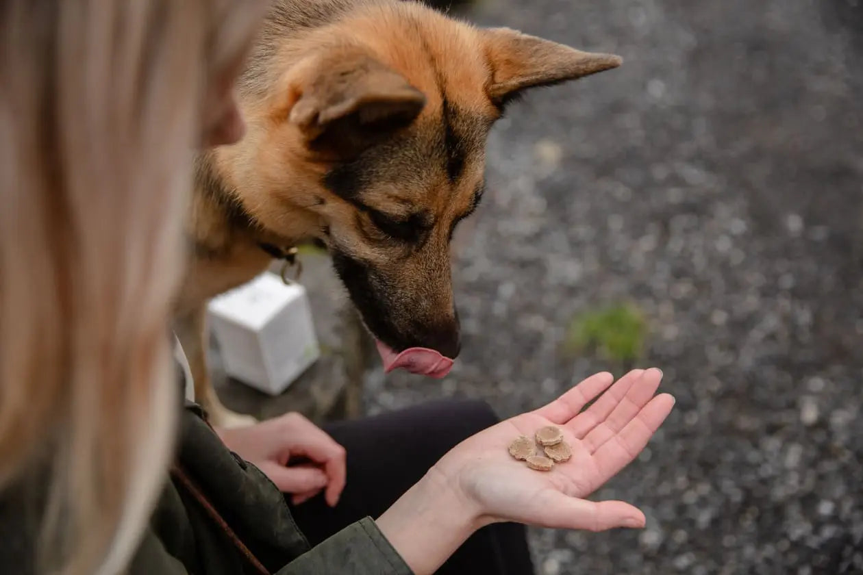 A happy and excited dog licking his mouth getting ready to eat Loonawell's Organic Baked Dog Treats